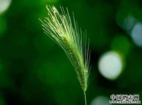 ơ�Ƶ�����ָ��