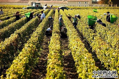 ��Щ�꣬�ڲ��������µľ�ׯ