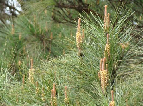 �����ɽھ�