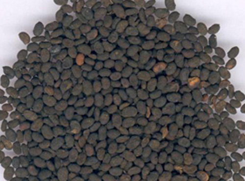 ����֬��