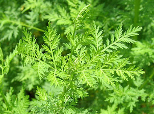 ����������ľ�