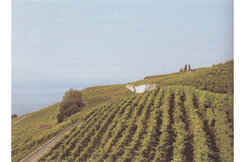 �ӡ����⾵���¿��й�ʽ��ׯ�ķ�չ