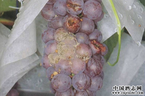 ʵ���о���������Ȼ������������԰��ù��