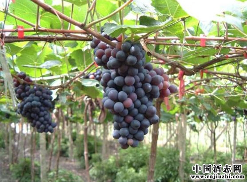 怎样的原料对白兰地达标