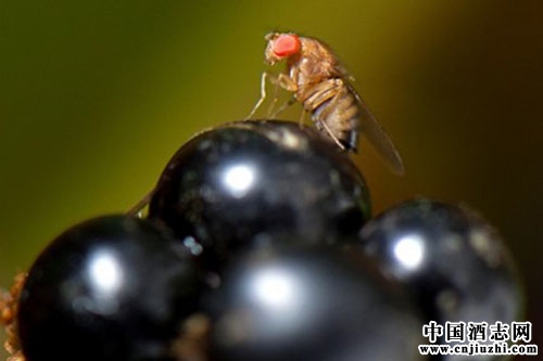 �¹�����԰���Ӭ��в ��ɹ�ʵ����