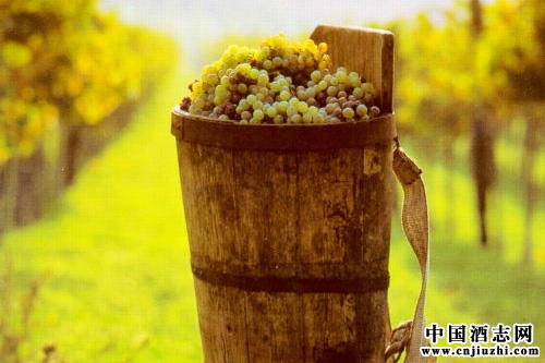 �������м���ׯ���ƾƽ���Ϊ�ճ��;�