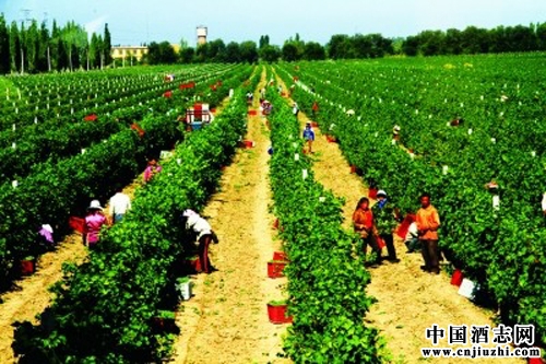 ��³������ �����ѾƲ�ҵ��ȷ����չ��˼·