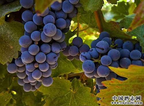 ϼ(Cabernet Sauvignon)