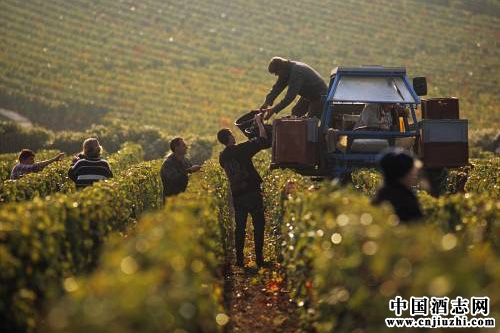 2015��ȫ�����ѾƲ�������