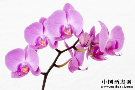 ̨���ѧ���Ƴ��������ơ�