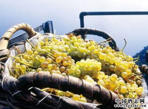 什么是晚摘葡萄酒?