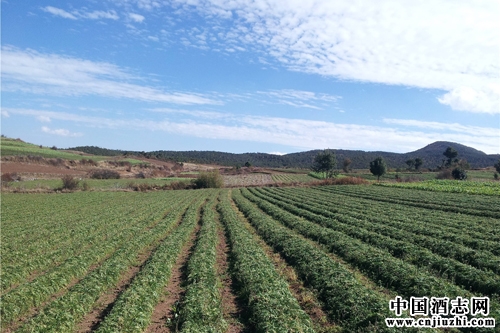 �꿧���ڡ��캣���롰���������ǻ�����Ʒ��