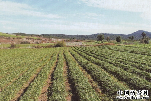 �꿧���캣��ռλ��