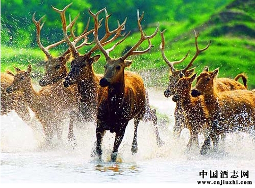 ˵���㲻֪����������֮¹��Ѫ��