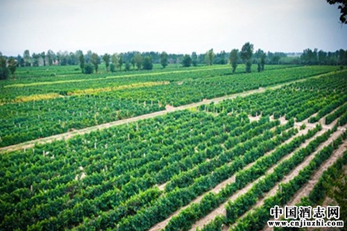 �����������Ѿƣ���Խ�����ġ���ţ��Ʒ����