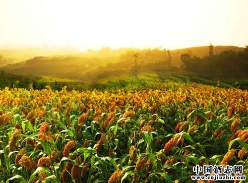 �׾�����֪ʶ��ԭ�����ϵ�ѡ���������׼