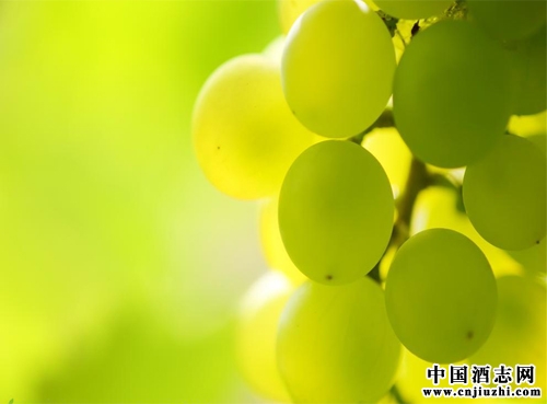 ���Ѿ��еľƾ���������