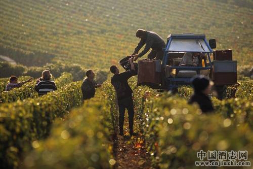 2016��ȫ�����ѾƲ���Ԥ��ͬ���»�5%