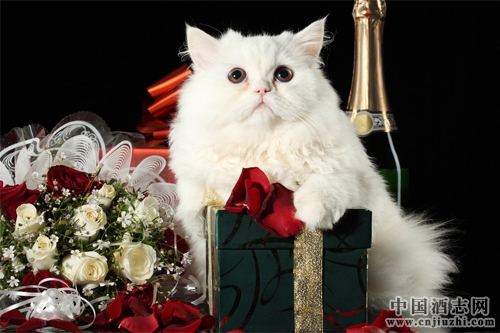 �����Ƴ�������ר�����Ѿ�