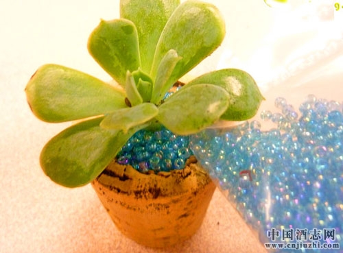 ������������ã���ֲ����