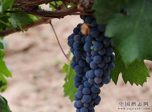 ���ĺ���ɽ��´����